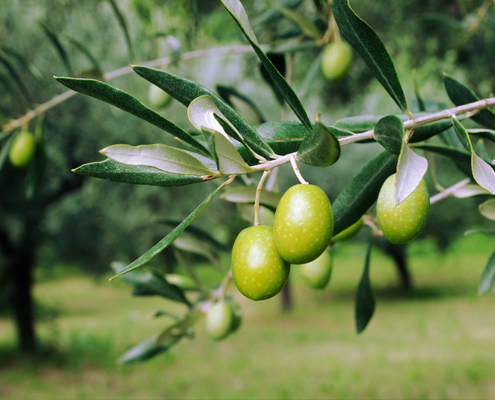 olijfboom